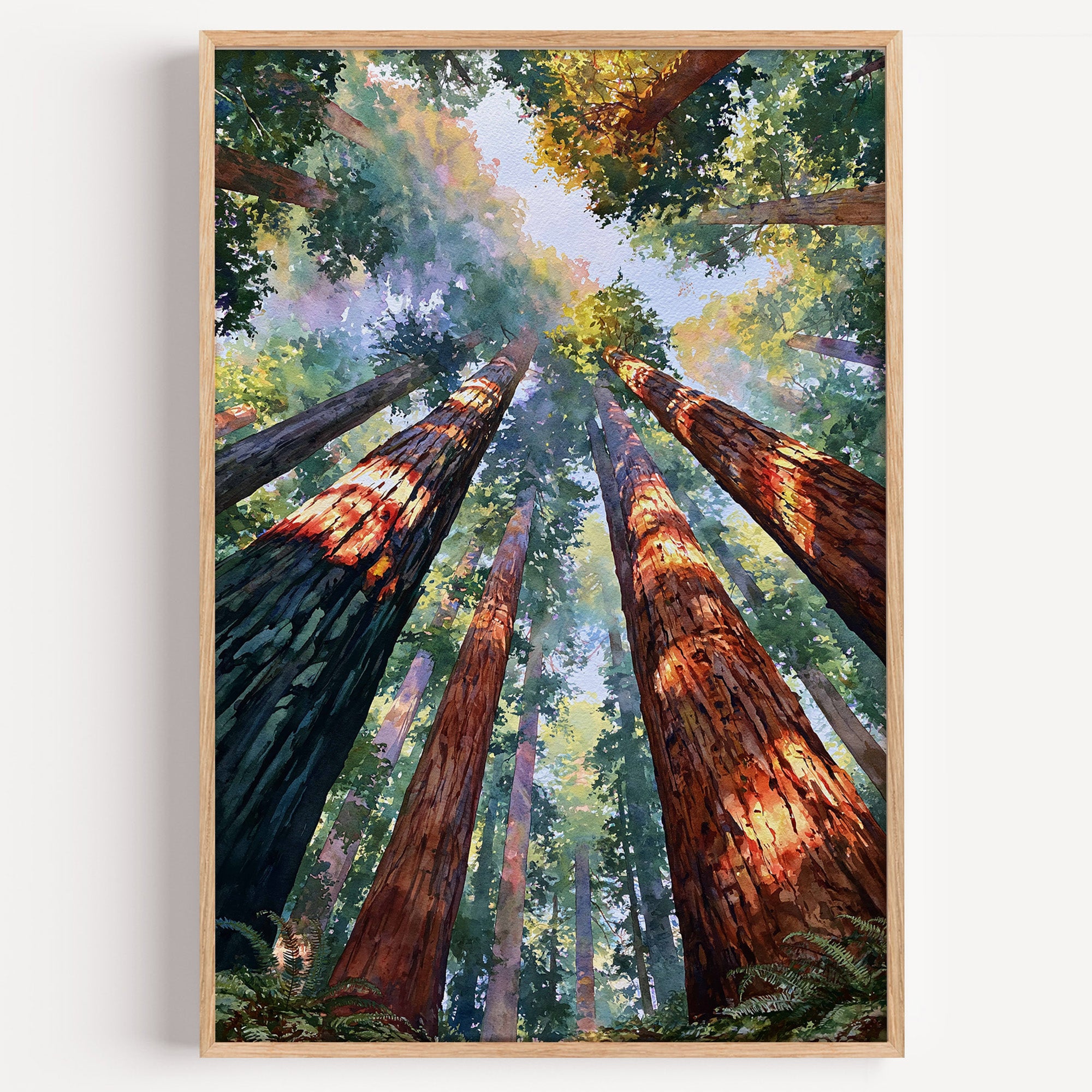 Redwood National Park watercolor art print: looking up sunlit coast redwood trunks toward the green canopy