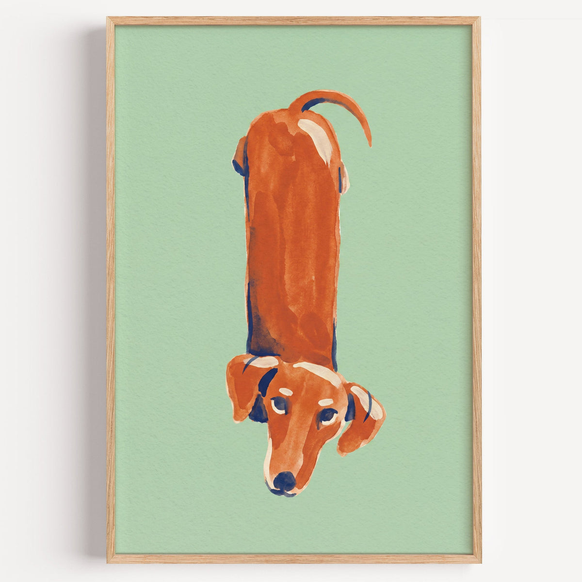 Dachshund from above print in a light oak frame on a plain white wall