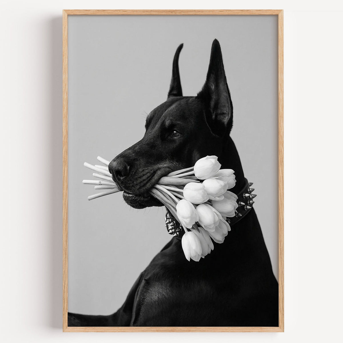 Black Doberman holding white tulips print in a light oak frame on a plain white wall