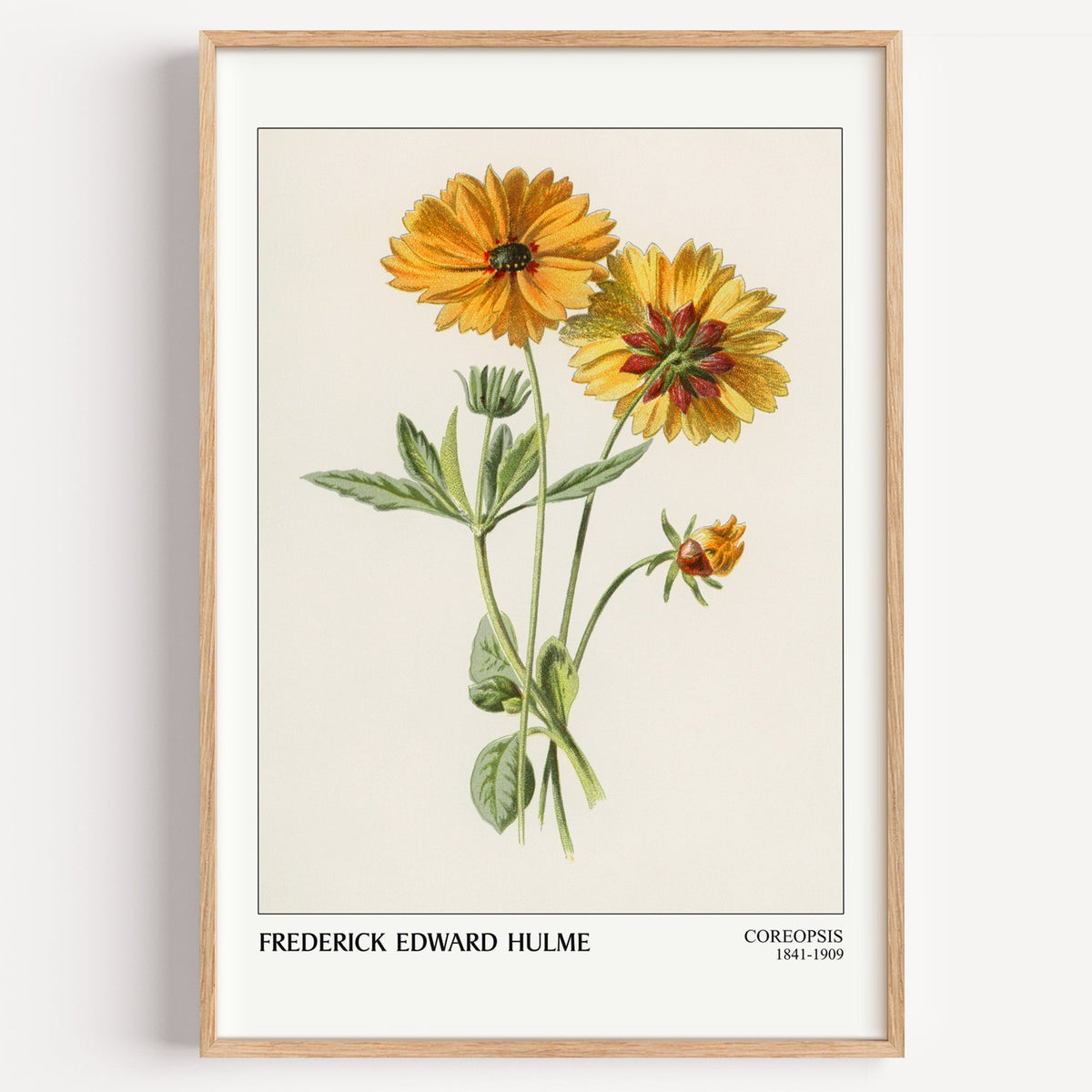 Frederick Hulme Coreopsis botanical print in a light oak frame on a white wall