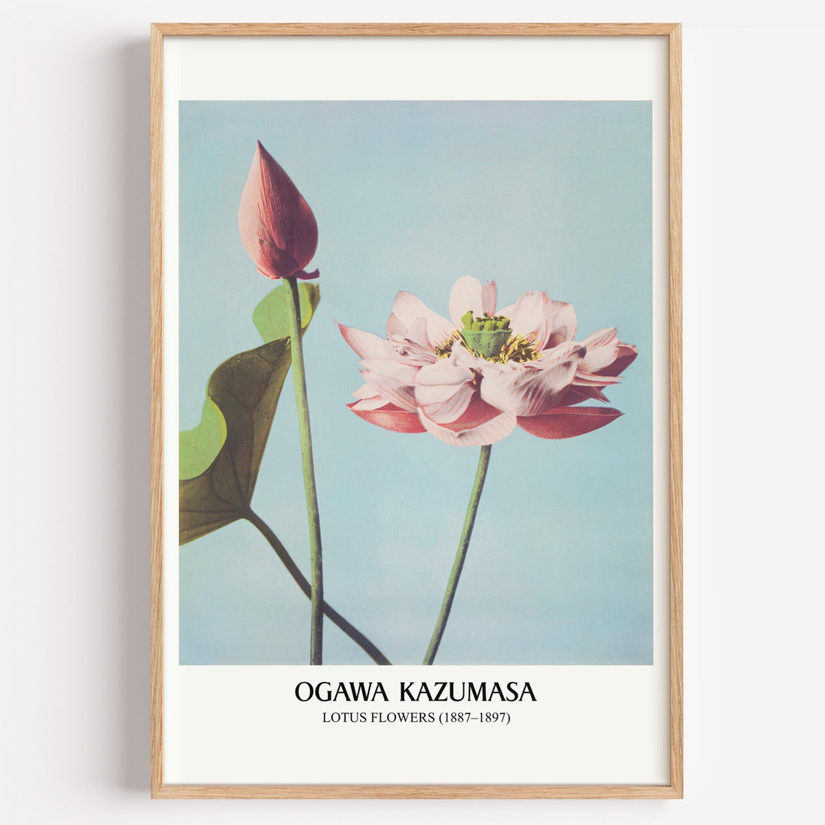 Ogawa Kazumasa Lotus Flowers print in a light oak frame on a plain white wall